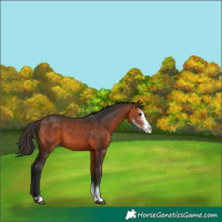 Horse Color:Bay Sabino 