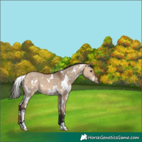 Horse Color:White Spotted Bay Dun
