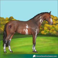 Horse Color:Bay Sabino Rabicano 