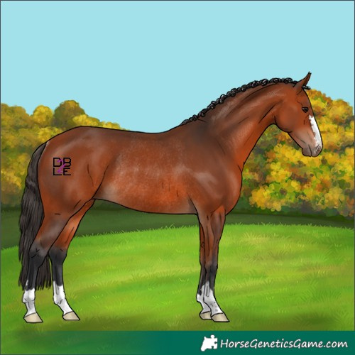 Horse Color:Bay Rabicano 