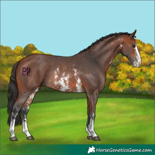 Horse Color:Bay Sabino Rabicano 