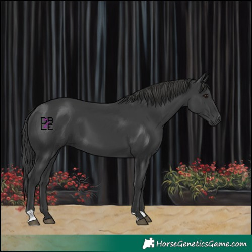 Horse Color:Black 