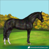 Horse Color:Midnight Blue Onyx