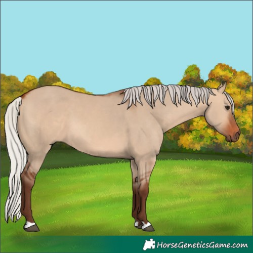 Horse Color:Silver Bay Dun 