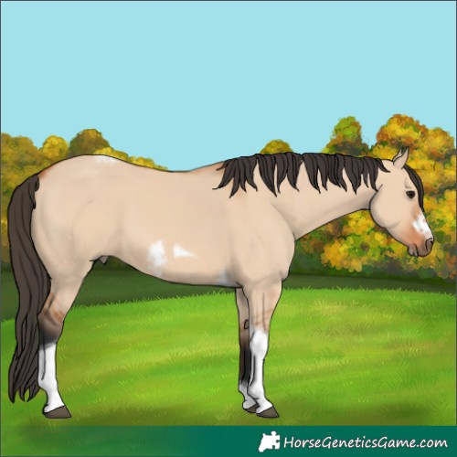 Horse Color:Bay Dun Tobiano Frame 