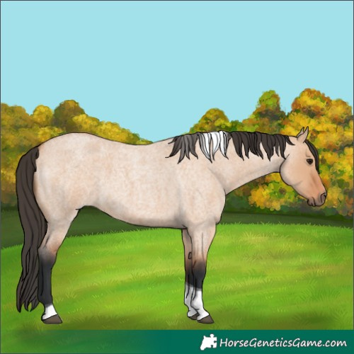 Horse Color:Bay Roan Dun Tobiano 