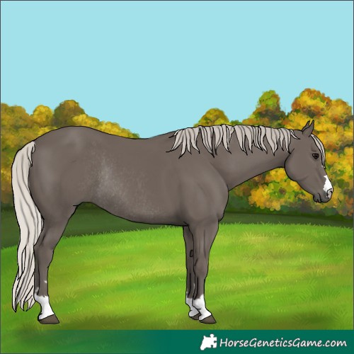 Horse Color:Silver Black Rabicano 