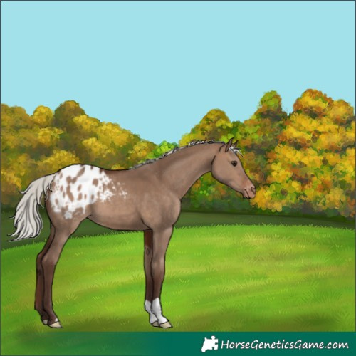 Horse Color:Silver Brown Dun Appaloosa 