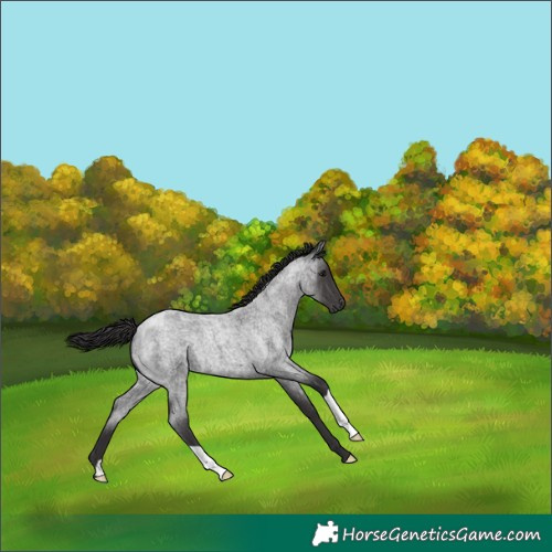 Horse Color:Smoky Blue Roan 