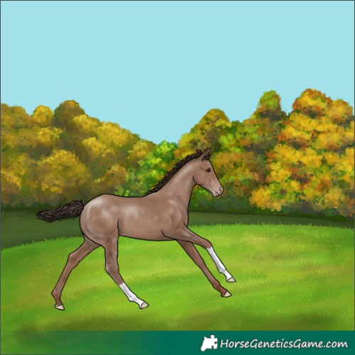 Horse Color:Classic Champagne 