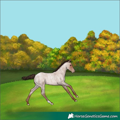 Horse Color:Classic Champagne Roan 