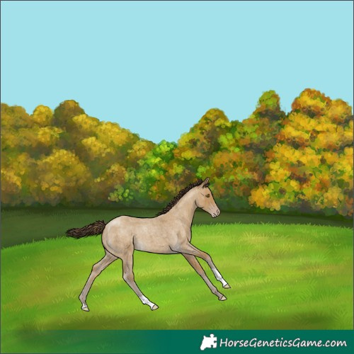 Horse Color:Classic Cream Champagne Roan 