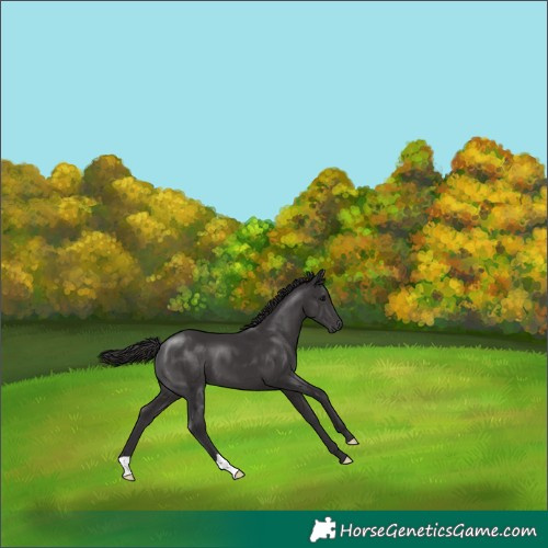 Horse Color:Smoky Black 