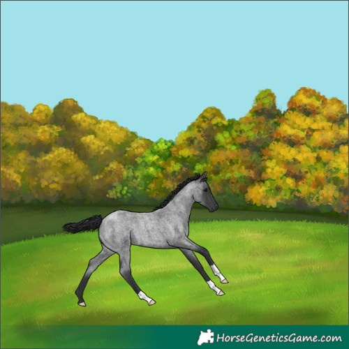 Horse Color:Blue Roan 