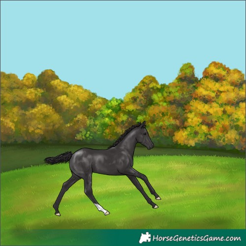 Horse Color:Smoky Black 