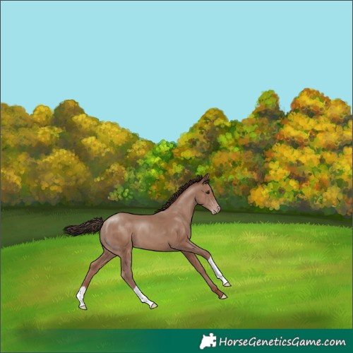 Horse Color:Classic Champagne 