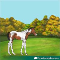 Horse Color:Bay Tobiano 