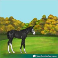 Horse Color:Gray Black Sabino