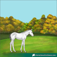 Horse Color:Brown Dun Sabino 