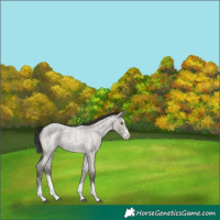 Horse Color:Grullo Roan Sabino Splash 