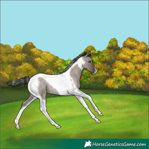 Horse Color:Smoky Grullo Roan Tobiano 