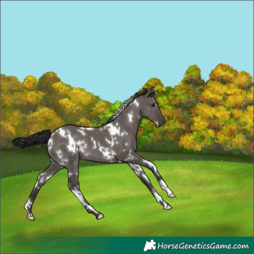 Horse Color:White Spotted Smoky Grullo 