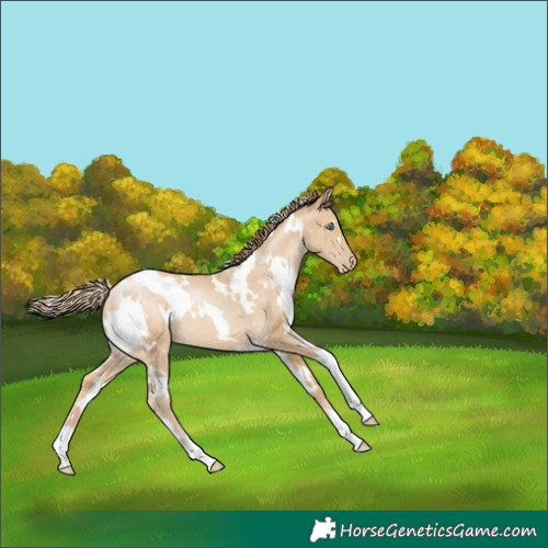 Horse Color:White Spotted Smoky Black Pearl 