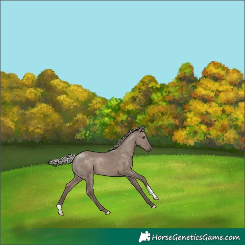 Horse Color:Silver Grullo 
