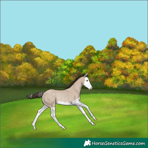 Horse Color:Classic Champagne Dun Splash Rabicano 