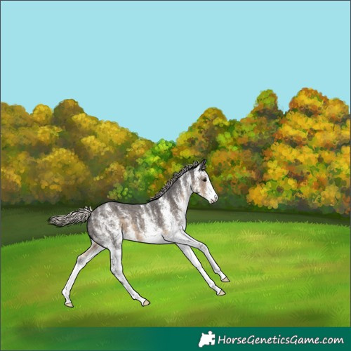 Horse Color:White Spotted Silver Smoky Black 
