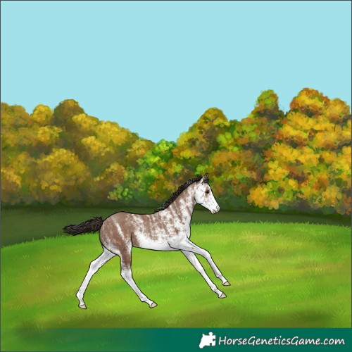 Horse Color:White Spotted Classic Champagne 