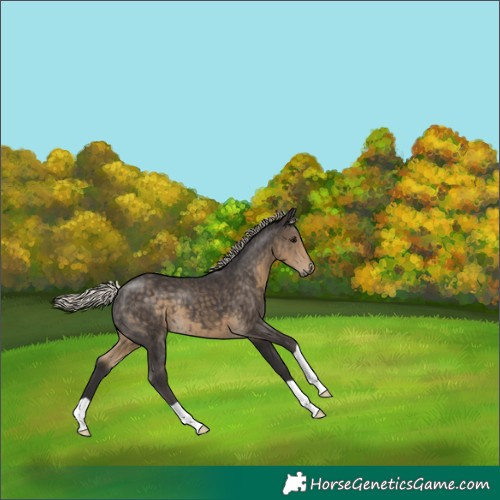 Horse Color:Silver Smoky Black 