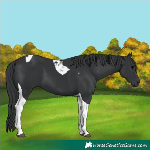 Horse Color:Black Tobiano 