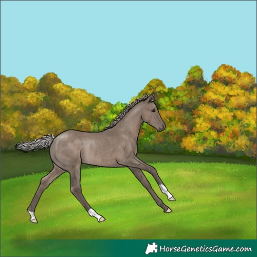 Horse Color:Silver Grullo Rabicano 