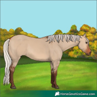 Horse Color:Silver Bay Dun 