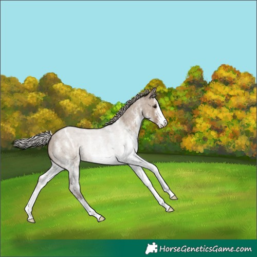 Horse Color:White Spotted Silver Grullo Roan 