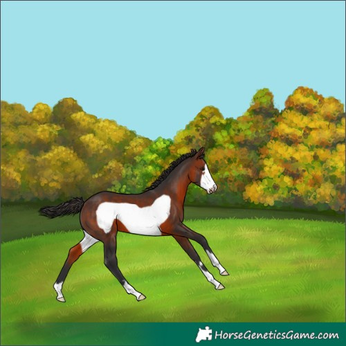 Horse Color:Bay Frame 