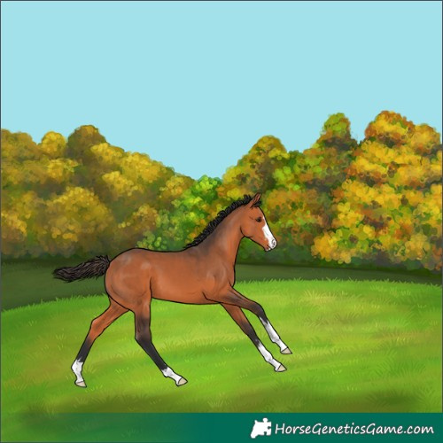 Horse Color:Bay 