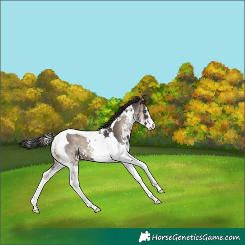 Horse Color:Blue Onyx Splash Tobiano Brindle 