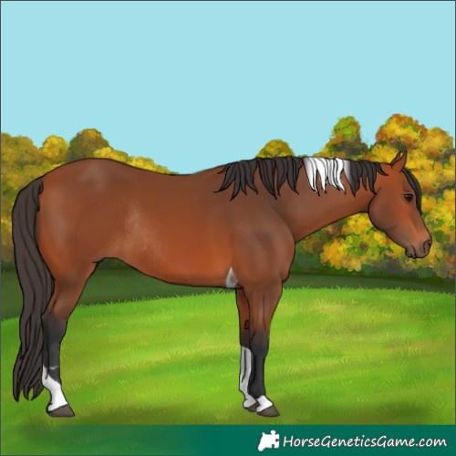 Horse Color:Bay Tobiano Rabicano 