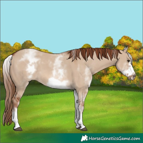 Horse Color:White Spotted Red Dun Frame 