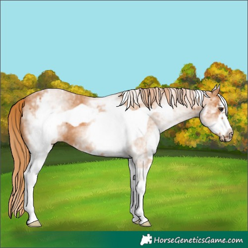 Horse Color:White Spotted Chestnut Frame 