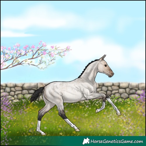 Horse Color:Brown Roan Dun Rabicano