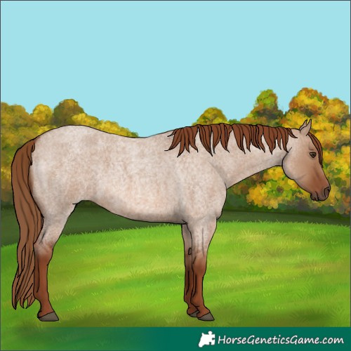 Horse Color:Red Dun Roan