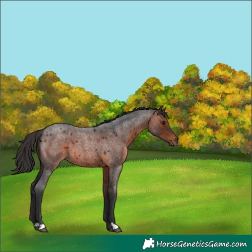 Horse Color:Brown Roan 