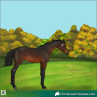 Horse Color:Gray Brown 