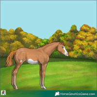 Horse Color:Chestnut Frame 