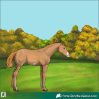 Horse Color:Chestnut Frame 