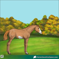 Horse Color:Chestnut Frame 