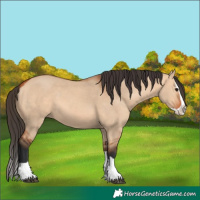 Horse Color:Bay Dun Splash 